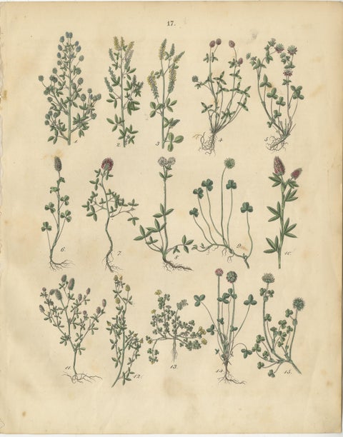 Antique Meadow and Fodder Plants Prints, Botanical Studies, 1852, view 2