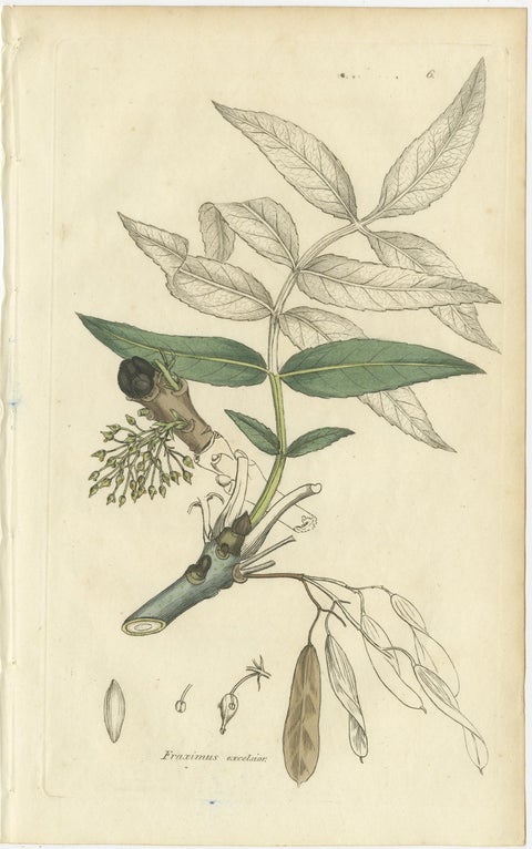 Eight Antique Botanical Plates: Glasswort, Horsetail, Privet & More, c.1830, view 7