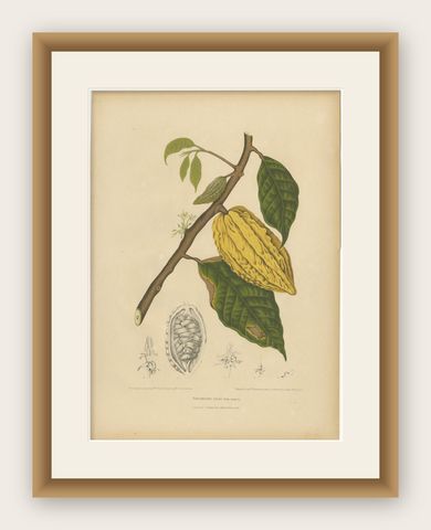 Antique White Cacao Botanical Chromolithograph by Hoola van Nooten, c. 1880, shown framed