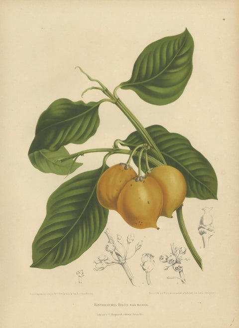 Original Antique Botanical Chromolithograph of False Mangosteen, c.1880, close-up 1