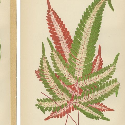 Set of 6 Botany Prints, Caladium Verschaffelt, Cordyline Indivisa, 1891, close-up 1