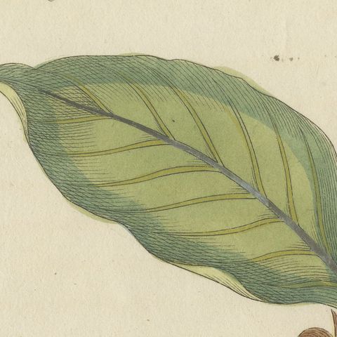 Rambutan Tropical Fruit Branch, Antique Bertuch Print, circa 1810, close-up 6