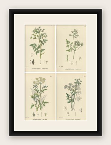Elegant British Chervil Quartet, Hand-Colored Botanical Prints, England 1902, shown framed