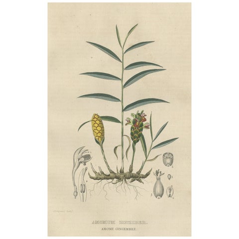 Exotic Botanicals Unveiled: The Ginger Plant in Art and Science, 1845