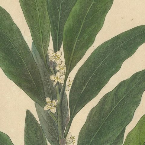 Antique Bay Laurel Botanical Print, Laurus Nobilis, Hand Colored, c.1831, close-up 5