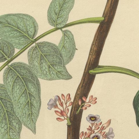 Original Antique Print of a Fruit named the Averrhoa Carambola, close-up 1