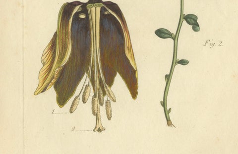 Antique Botanical Print of Banana Shrub and Starry Wild Jasmine, 1803, close-up 2