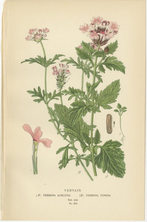1897 Vibrant Botanical Prints, Libonia, Myoporum, Lantana, Vervain and Verbena, view 5