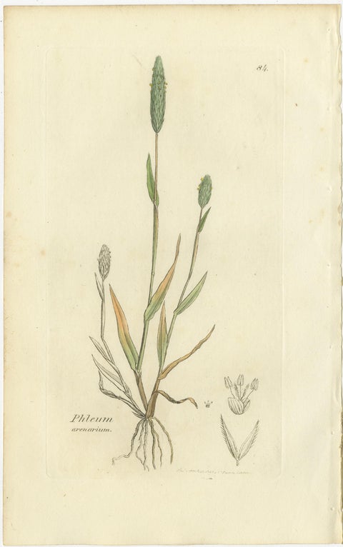 Set of 8 Antique Engravings of Meadow Grasses: Timothy & Foxtail, c.1830, view 5