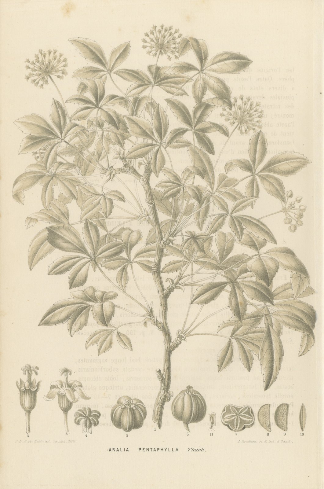 Aralia Pentaphylla Shrub with Flower and Fruit Details Lithograph, 1858