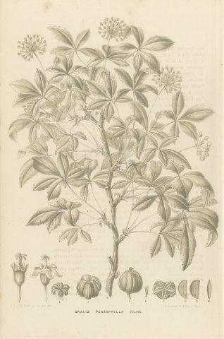 Aralia Pentaphylla Shrub with Flower and Fruit Details Lithograph, 1858