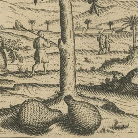 Tropical Abundance: The Jackfruit and Palm Trees in De Bry's 1601 Engraving, close-up 6