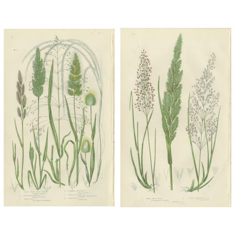 Club Moss Varieties, Hand-Colored Botanical Engravings, 1873 Pair