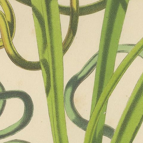 Twining Brodiaea Botanical Illustration by Louis van Houtte, 19th Century, close-up 6