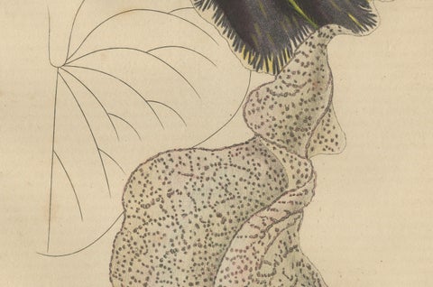 Antique Botanical Print of Aristolochia à Fleurs Labellées, 19th Century, close-up 2