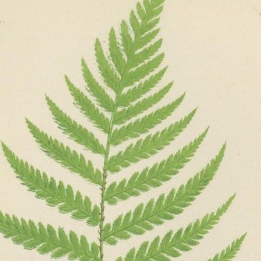 Set of 3 Antique Fern Prints, Aspidium Pubescens, Elongatum, Dilatatum (c.1868), close-up 1