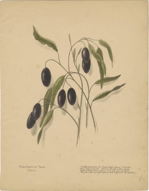 New Zealand Botanical Fruit Studies, Set of Three Lithographs, 1890, view 2
