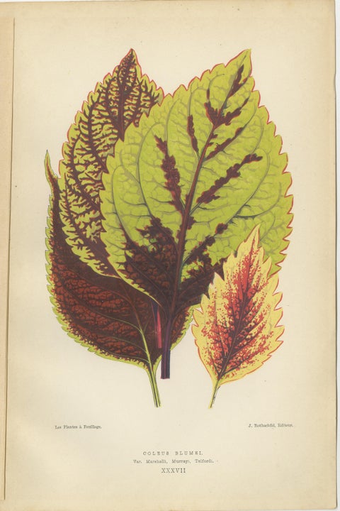 Heritage Botanicals: A Triptych of 1880 Parisian Flora, view 4