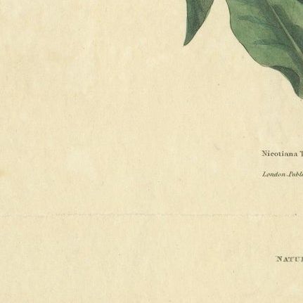 Old Botanical Quartet: Portraits of Flax, Tobacco, Saffron, and Patience, 1823, close-up 5