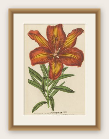 Exquisite Hand-Colored Botanical Print of a Siberian Lily (Lilium Pensylvanicum), shown framed