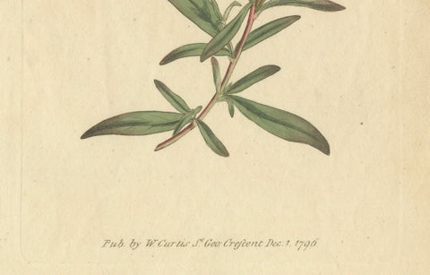 Botanical Engraving of Yellow Loosestrife (Lysimachia), Rare 1796 Floral Print, close-up 3