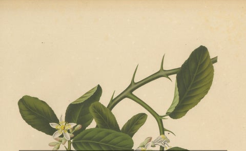 Original Antique Botanical Chromolithograph of Buddha's Hand Citron, c. 1880, close-up 1