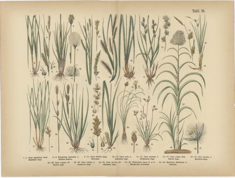 Antique Botanical Prints Set, German Atlas Plants & Grasses, circa 1885, view 5