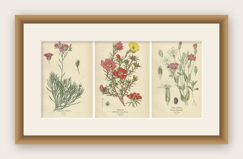 Ephemeral Blossoms: A Chronicle of 1896 Botanical Elegance, shown framed
