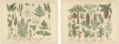 Antique German Botanical Atlas Plates, Tafel 13 to 14, Ferns & Conifers, 1885, view 4