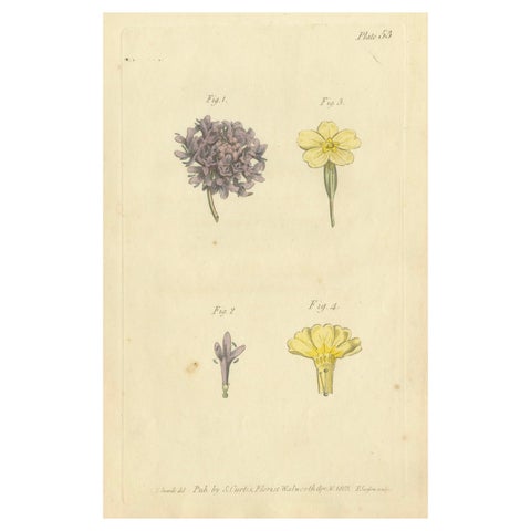 Antique Botanical Engraving of Dyer's Alkanet and Primrose Varieties, 1803