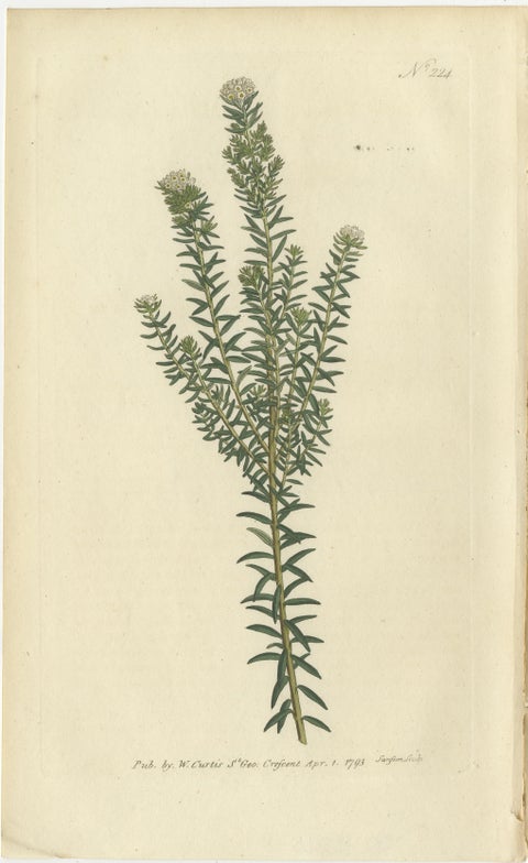 Set of 3 Antique Botany Prints, Struthiola, Speedwell, Phylica, view 2