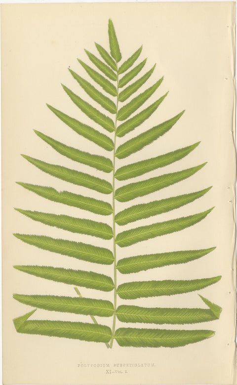 Victorian Exotic Fern Lithograph Portfolio by E.J. Lowe, 1856, Set of 6, view 6