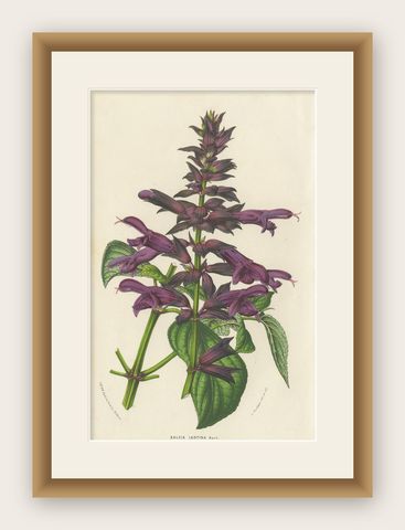 Antique Botany Print of Purple Sage by Van Houtte 'circa 1853', shown framed