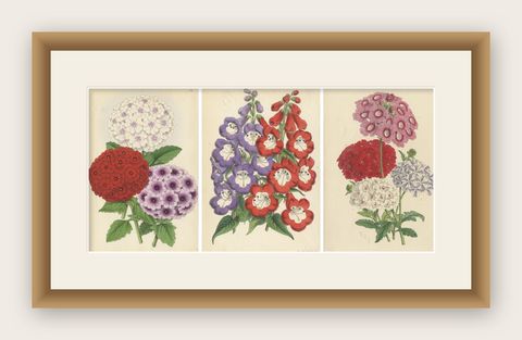 Set of 3 Antique Botany Prints, Mixed Colors, by Brooks 'c.1870', shown framed