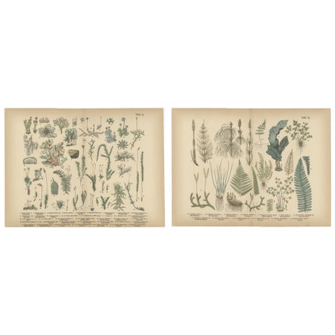 Antique Botanical Atlas Plates, Hand-Colored Wood Engravings, 1885