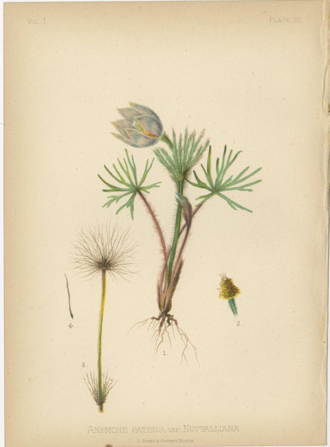 Native US Flora, Three Original Botanical Chromolithograps, 1879, view 5