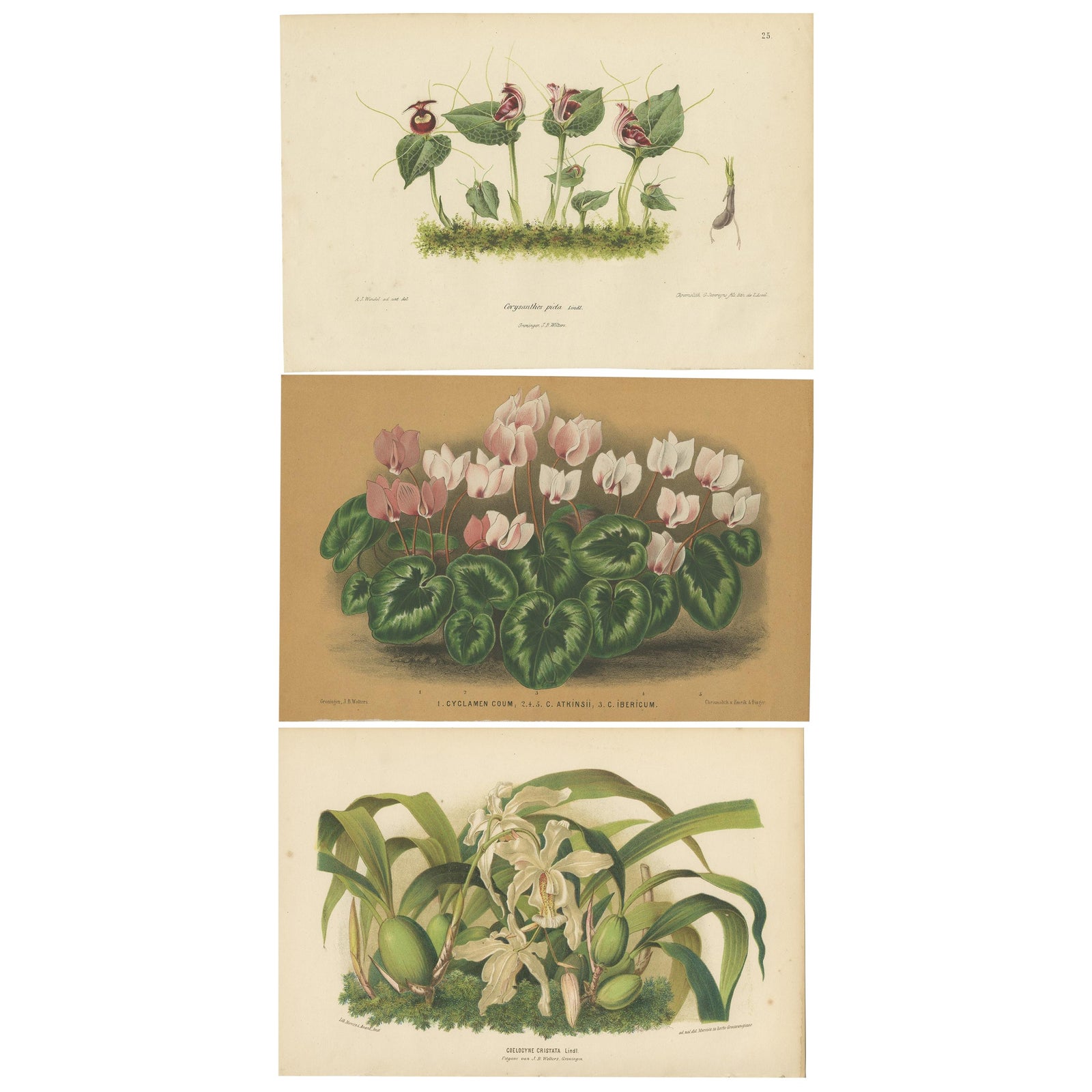 Set of 3 Antique Botany Prints, Orchid, Persian Violet, by Oudemans, circa 1865