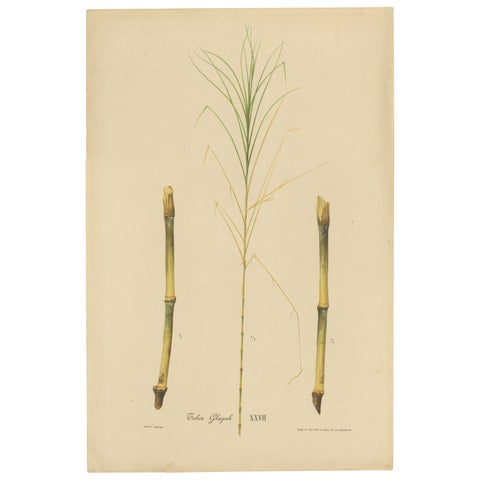 Antique Sugarcane Botanical Chromolithograph, Teboe Glagah, Java 1892