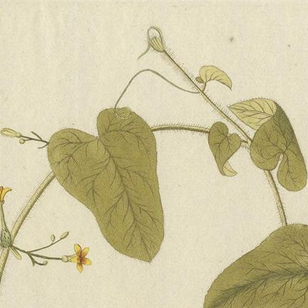 Antique Botany Print of a Trichosanthes Species by Von Jacquin, circa 1781, close-up 1