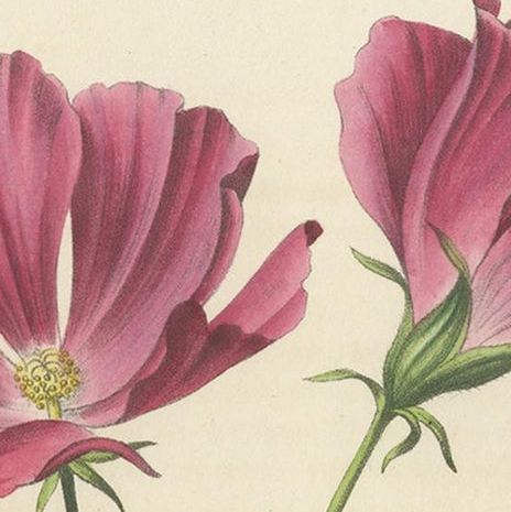 Antique Botany Print of the Large-Flowered Nuttalia, 1847, close-up 1