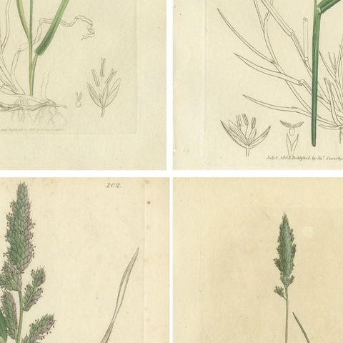 Eight Antique Botanical Engravings of Agrostis, Panicum & Setaria Grasses, 1830, close-up 2