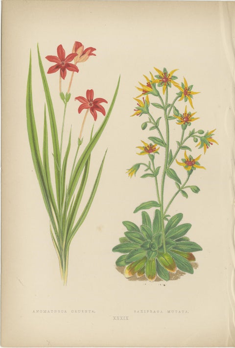 Alpine Botanical Lithograph Pair of Anomatheca and Saxifrage, 1874, view 4