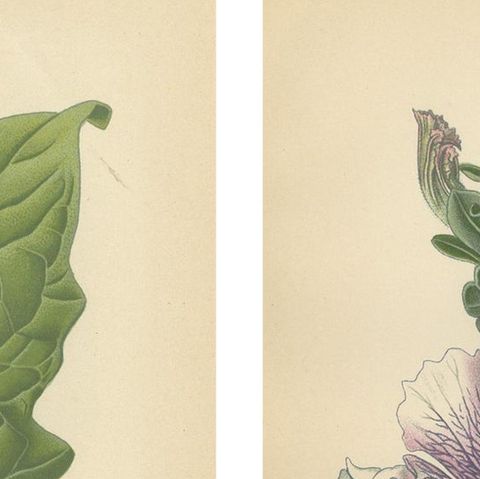 1897 Decorative Old Botanical Prints, Datura Sanguinea and Hybrid Petunias, close-up 1