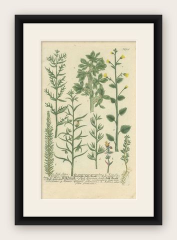 Antique Hand-Coloured Botany Print of Various Plants, 1742, shown framed