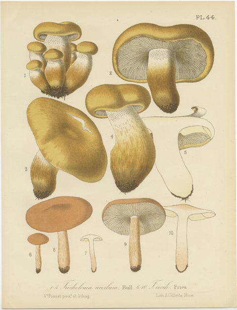 Set of 8 Antique Mycology Prints of Various Fungi by Barla, circa 1890, view 9