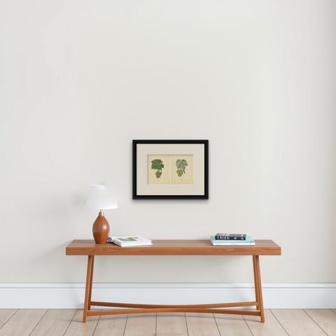 Set of Two Antique Prints of Various Green / White Grape Varieties, shown framed on a wall, true to size