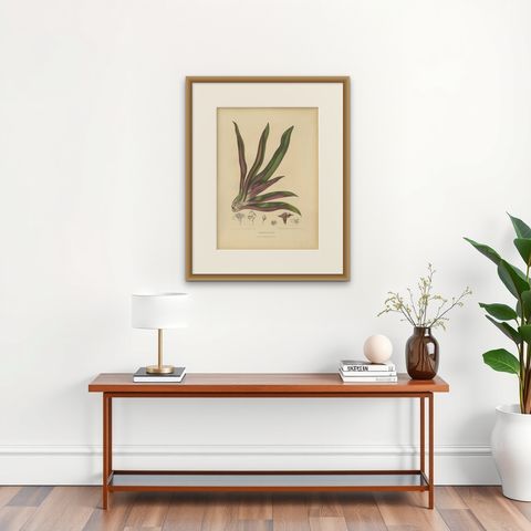 Original Antique Botanical Chromolithograph of Oyster Plant, c.1880, shown framed on a wall, true to size