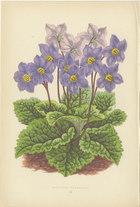 Antique Botanical Wall Art Set of 3, Alpine Rose, Primrose & Wildflowers, 1874, view 3
