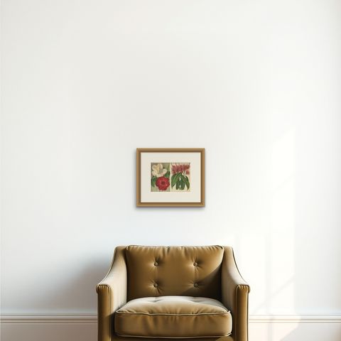 Set of 2 Antique Botany Prints, Hibiscus Rosa-Sinensis, Pavonia 'circa 1890', shown framed on a wall, true to size