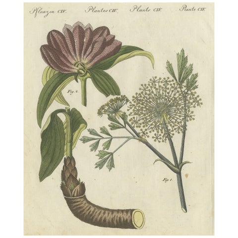 Galbanum and Hungarian Gentian: Rare Medicinal Plants Illustrated, 1805